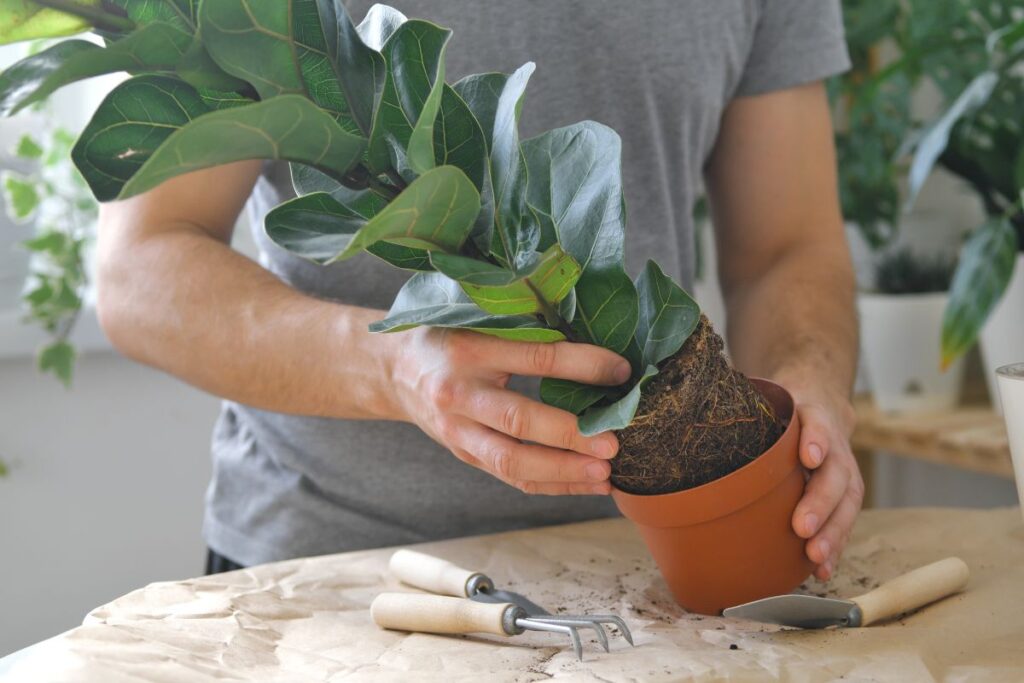 Como Plantar em Vasos