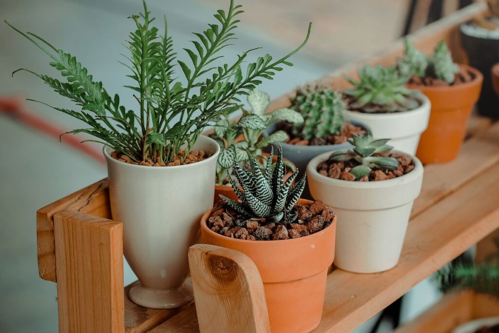 Como Plantar em Vasos