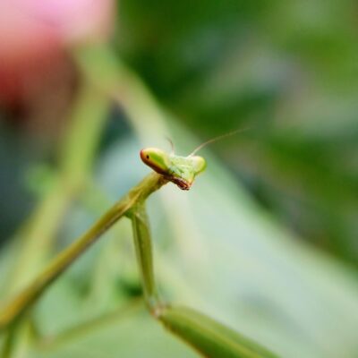 Illustration of Salmos 111: A Fidelidade de Deus Revelada e Celebrada