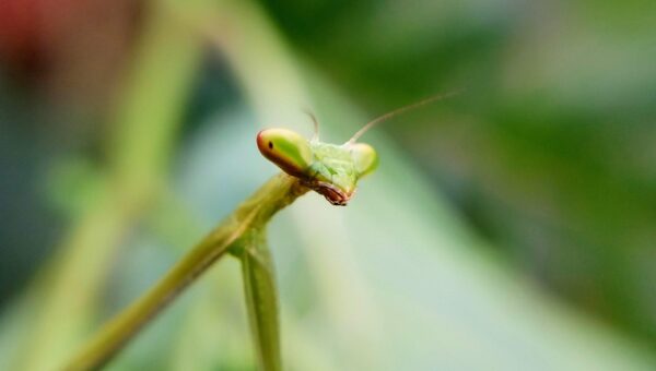 Illustration of Salmos 111: A Fidelidade de Deus Revelada e Celebrada