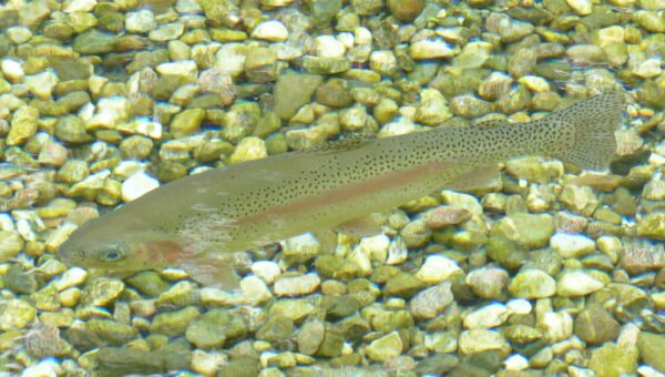 Salmos 111 estudo bíblico illustration for Salmos 111: Estudo Bíblico Simples e Inspirador para Hoje